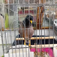 مرغ مینا سخنگو