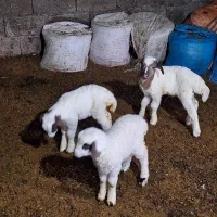 سه تابره ..دوتا نر یکی ماده بفروش میرسد|حیوانات مزرعه|حویق, |دیوار