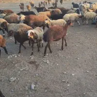 میش داشتی جوان سرحال|حیوانات مزرعه|کرچمبو, |دیوار