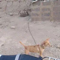 پاکوتاه