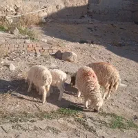 ۳ بره ماده ۱ بره نر|حیوانات مزرعه|قائن, |دیوار