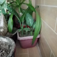 گل دیفن خوشکل وشاداب|گل و گیاه طبیعی|فیروزآباد (فارس), |دیوار