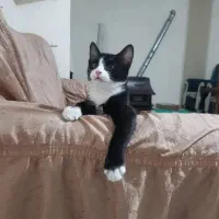 واگذاری گربه نژاد تاکسیدو|گربه|اهواز, بیست متری شهرداری|دیوار