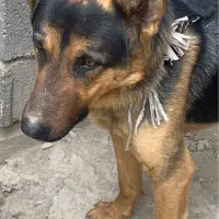 سگ ژرمن شپرد