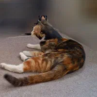 گمشده ۲۰ میلیون مژدگانی بخوانید|حیوانات|بروجرد, |دیوار