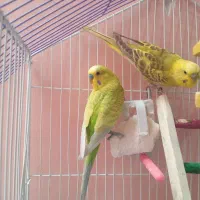 مرغ عشق  خوش رنگ مولد