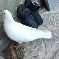 کبوتر