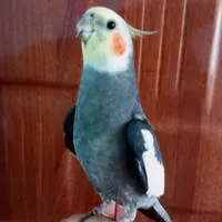 عروس هلندی