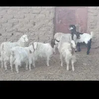 بزغاله دورگ بره ماده موتورلیفان خشک اگهی درست بخون