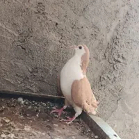 مجسمه ساده زرد و مگس