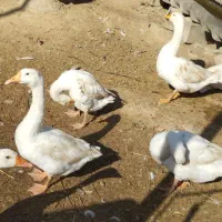 فروش قوغاز|حیوانات مزرعه|انبارآلوم, |دیوار