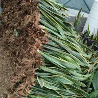 فروش سانسوریا شمشیری|گل و گیاه طبیعی|قائمشهر, |دیوار