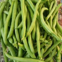 لوبیا سبز تازه