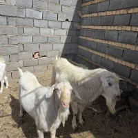 فروش نربز تیزران و بزغاله نر  سانن خالص