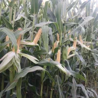 ذرت علوفه ای