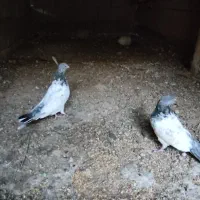 کبوتر