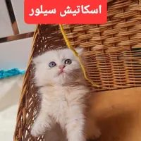 اسکاتیش سیلور لانگ