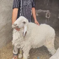 قوچ مری و چهارتا گوسفند مری ابست