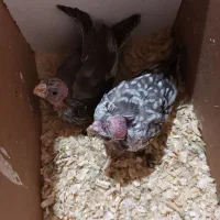 جوجه عروس سرلاکی