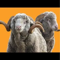 پاک کردن کله پاچه سیرابی گوسفند زنده دامداری شهران|حیوانات مزرعه|تهران, جیحون|دیوار