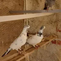 لوستر کفتر لوستر لوستر