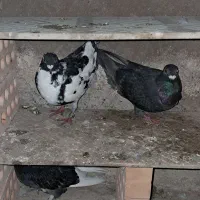 کبوتر دورگ|پرنده|خان ببین, |دیوار