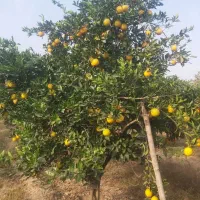 پرتقال تامسون