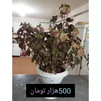گل طبیعی|گل و گیاه طبیعی|دیواندره, |دیوار