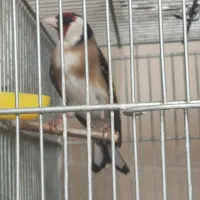 سهره لر خون