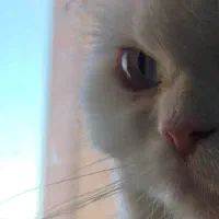 گربه پرشین سفید