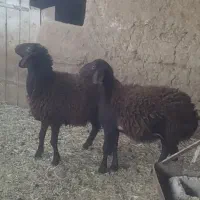 بره ماده  افشار سرخ درجه یک