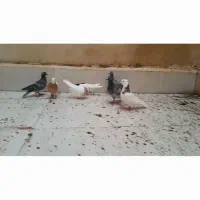 طوقی.سبز.یکت سفید.خال