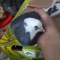 کبوتر پرشی|پرنده|آوج, |دیوار