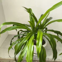 گل اشک ملکه|گل و گیاه طبیعی|اصفهان, رهنان|دیوار