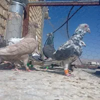 کبوتر.  سرور چاپی|پرنده|شیراز, شریف‌آباد|دیوار