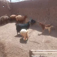 شهرستان سبزوار روستای اردنج فروش دوعددبزماده