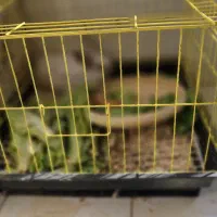 فروش خرگوش|موش و خرگوش|بندرعباس, |دیوار