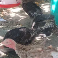 بوقلمون وغاز