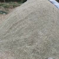 کاه یونجه چن آخرگرفته داخل شلیط