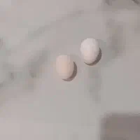 عروس هلندی ماده|پرنده|تهران, مشیریه|دیوار