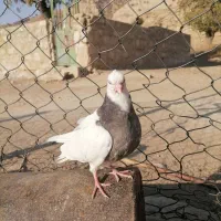 تیله سرکه ای|پرنده|دهدشت, |دیوار