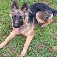 واگذاری توله ژرمن نژاد شولاین