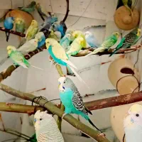 مرغ عشق نژاد دار
