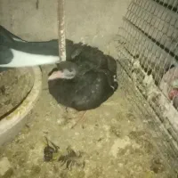 سین سیا|پرنده|کرمان, |دیوار