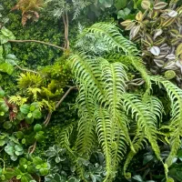 گرین وال|گل مصنوعی|تهران, نارمک|دیوار