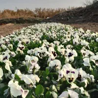 گل های فصلی مخصوص پاییز / بنفشه / همیشه بهار/ مینا|خدمات باغبانی و درختکاری|پاکدشت, پاکدشت (مامازند)|دیوار