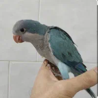 جوجه راهب