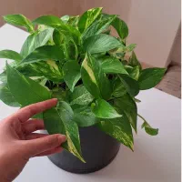 پتوس ابلق هدیه ای مناسب برای روز مادر