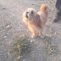 سگ حرف گوش کن،همراه جای خوابش
