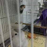 طوطی برزیلی جفت